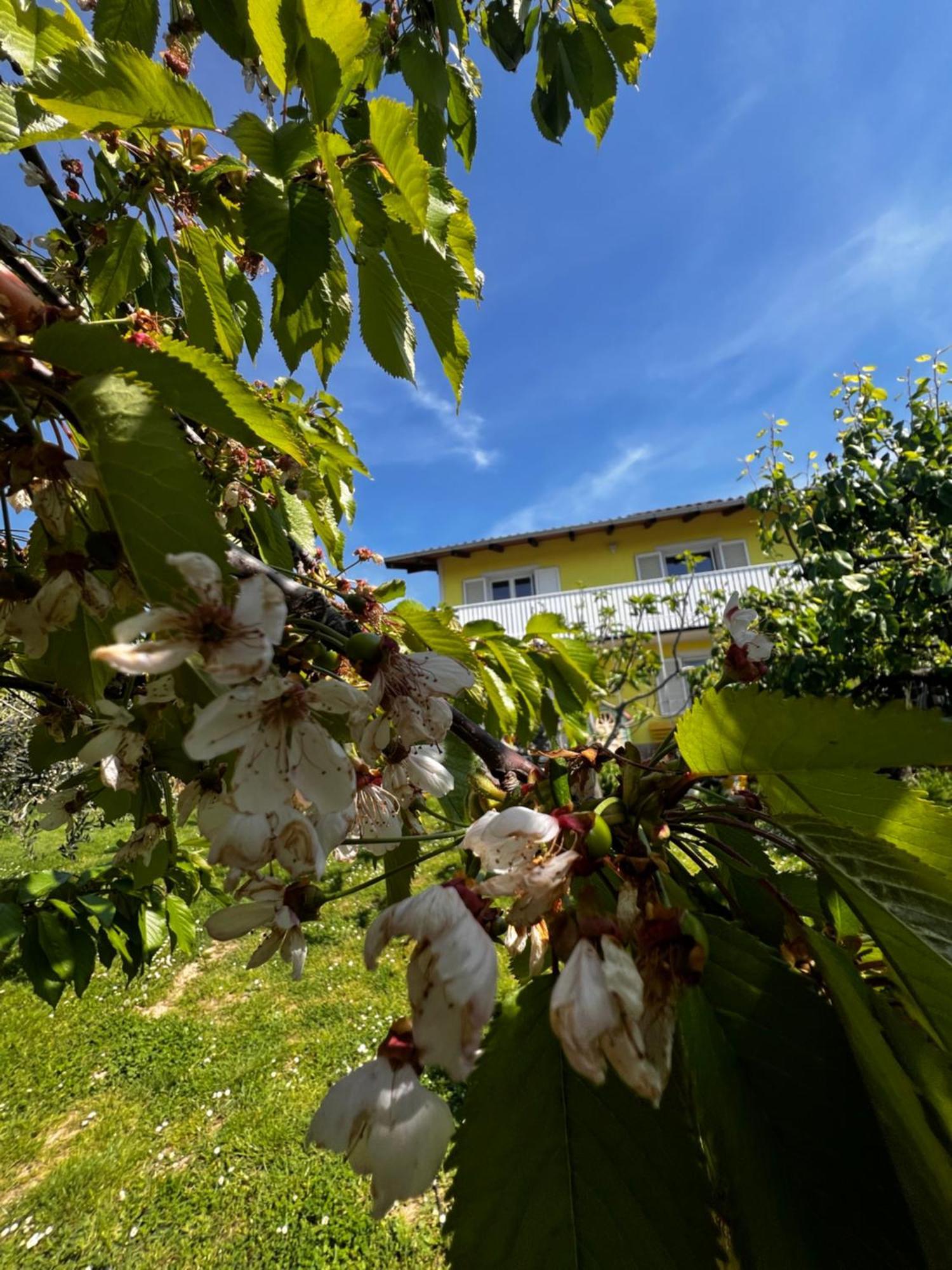 Na Kmetiji S Konji - Pogelsek Apartment Ankaran Bagian luar foto